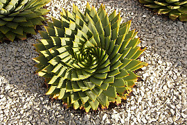 알로에 폴리필라 - Aloe polyphylla