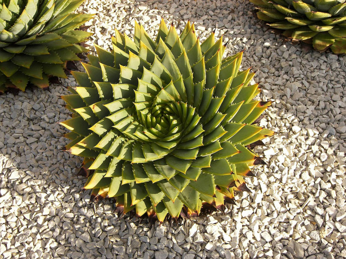 알로에 폴리필라 - Spiral Aloe, Aloe polyphylla