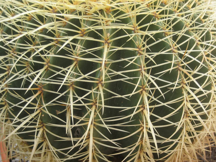 금호 - Golden Barrel, Echinocactus grusonii