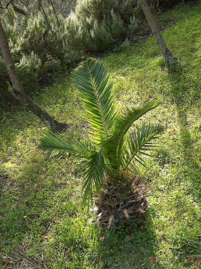 주병야자 - Bottle Palm, Hyophorbe lagenicaulis