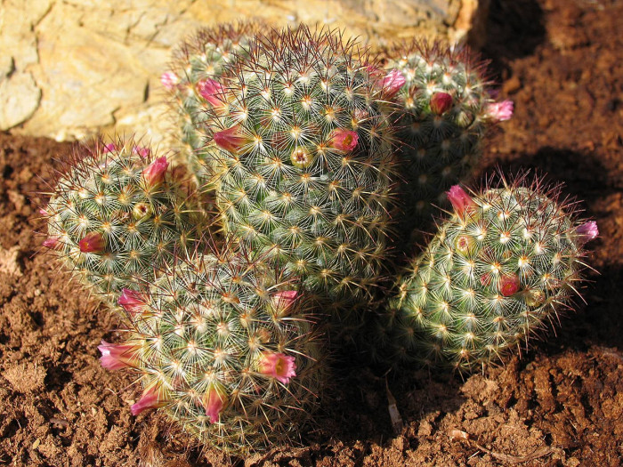 선인장 - Opuntia ficus-indica Mill.