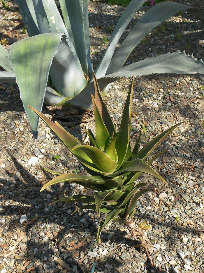 할미밀망 - Clmatis trichotoma