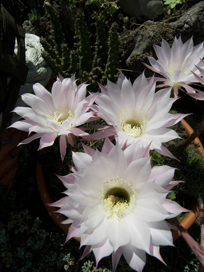 선인장 - Opuntia ficus-indica Mill.