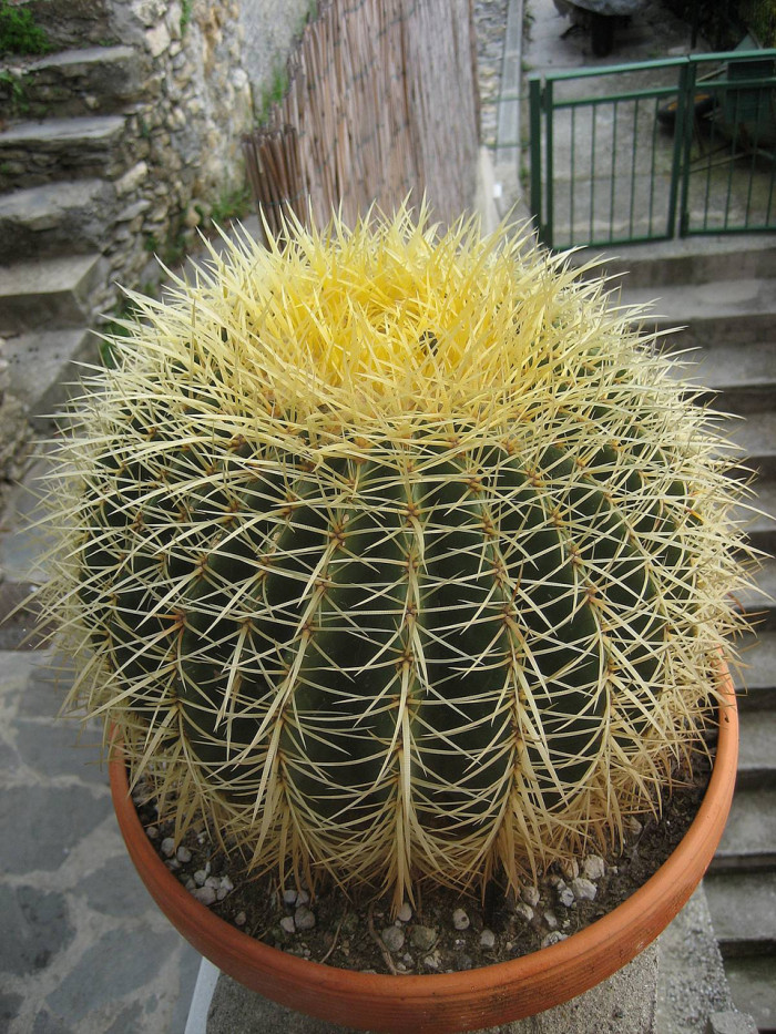 금호 - Golden Barrel, Echinocactus grusonii