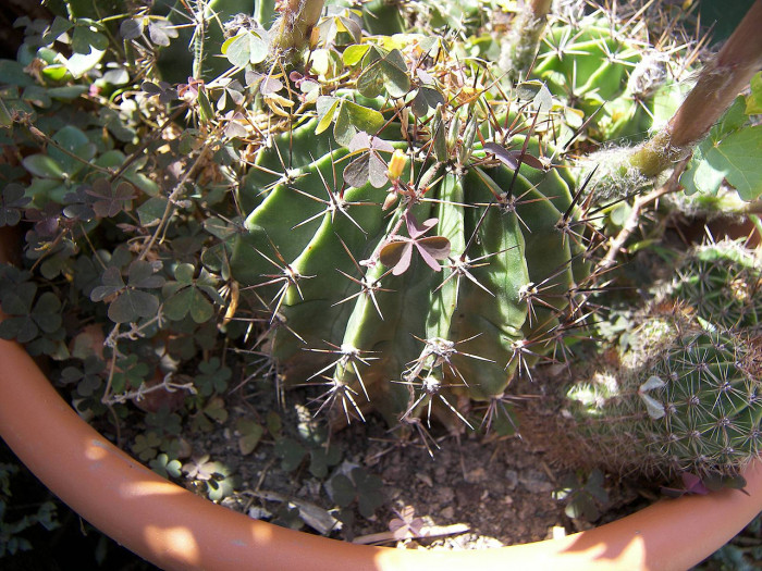선인장 - Opuntia ficus-indica Mill.