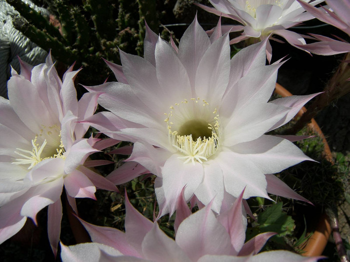 선인장 - Opuntia ficus-indica Mill.