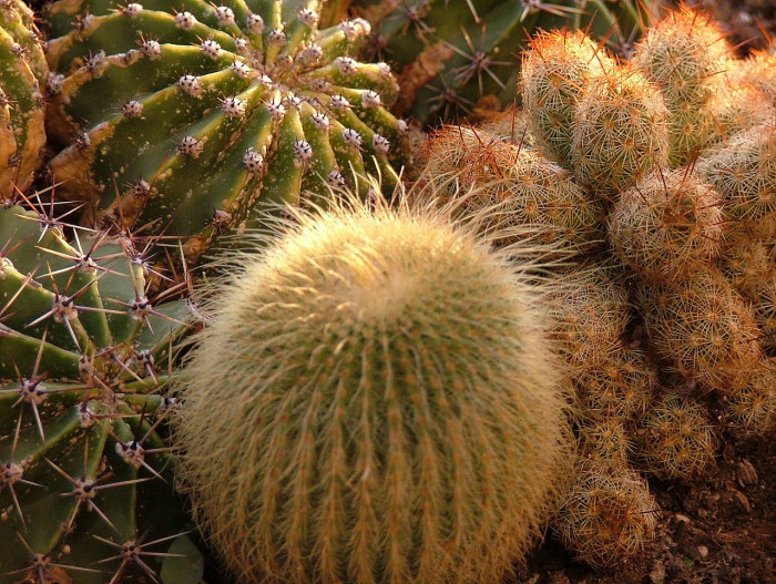 선인장 - Opuntia ficus-indica Mill.