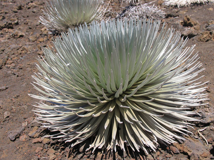 은검초 - Hawaiian Silversword, Argyroxiphium sandwicense