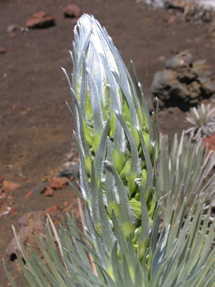 은검초 - Hawaiian Silversword, Argyroxiphium sandwicense