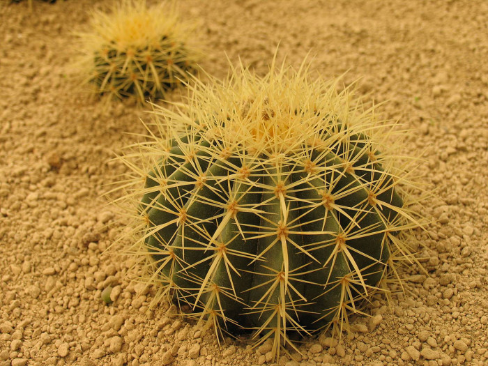 금호 - Golden Barrel, Echinocactus grusonii