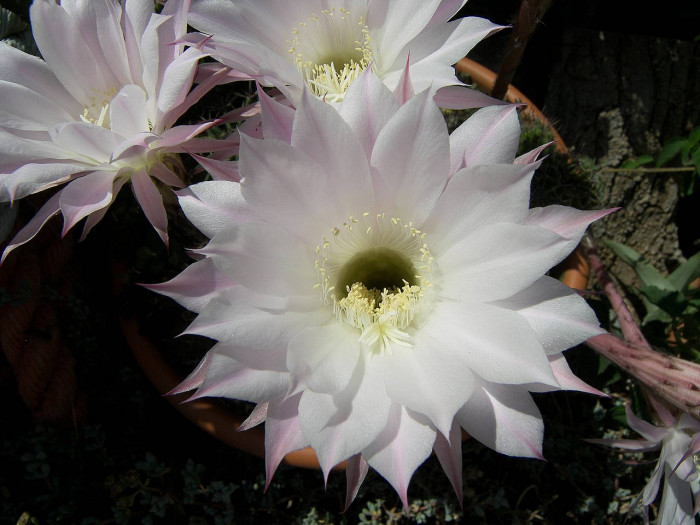 선인장 - Opuntia ficus-indica Mill.