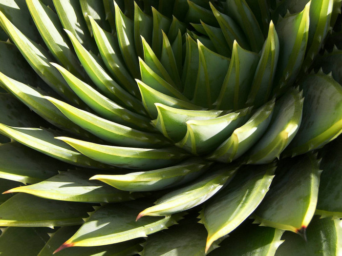 알로에 폴리필라 - Spiral Aloe, Aloe polyphylla