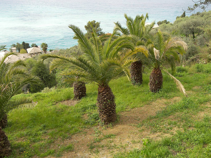 주병야자 - Bottle Palm, Hyophorbe lagenicaulis