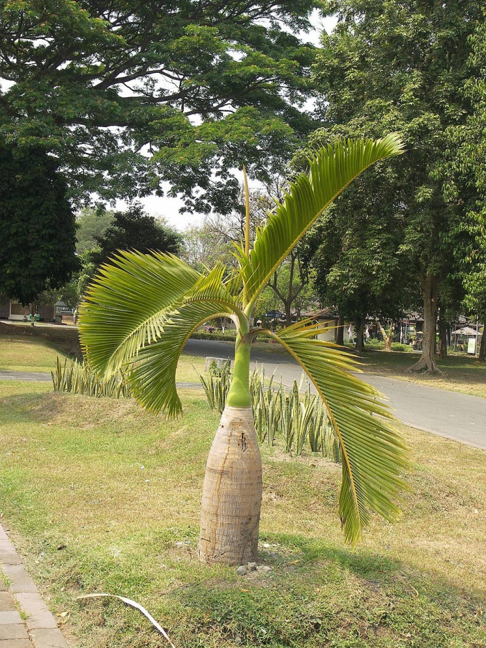 주병야자 - Bottle Palm, Hyophorbe lagenicaulis