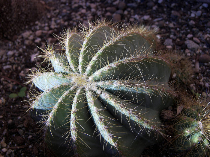 선인장 - Opuntia ficus-indica Mill.