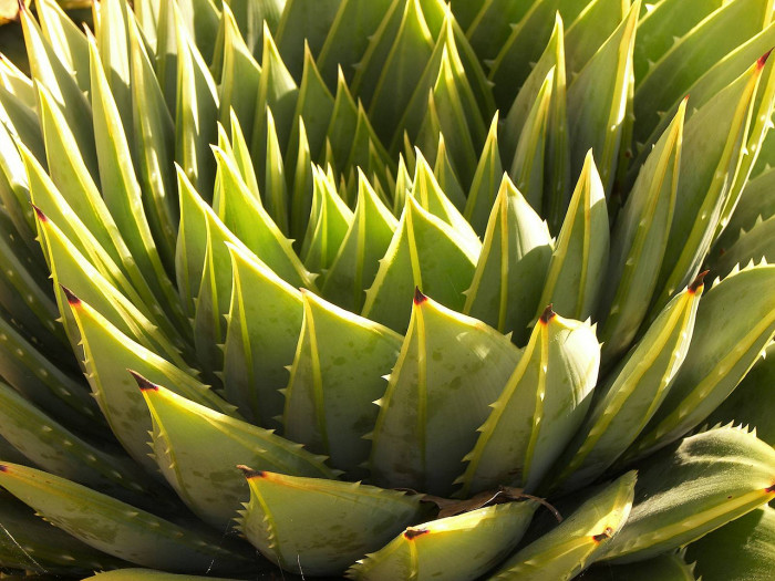 알로에 폴리필라 - Spiral Aloe, Aloe polyphylla