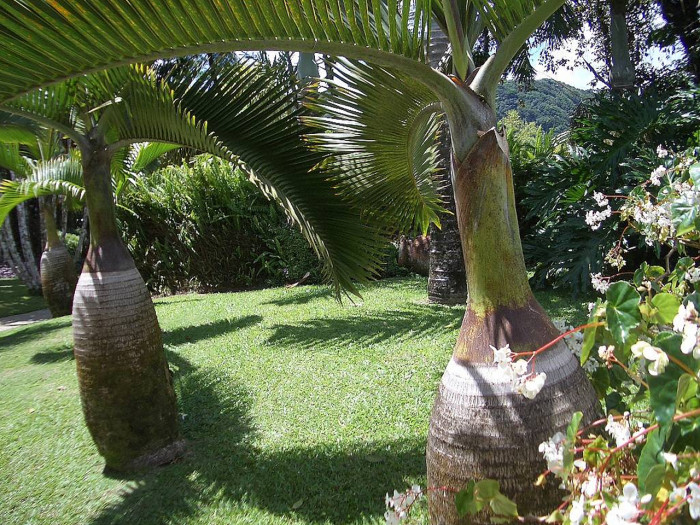 주병야자 - Bottle Palm, Hyophorbe lagenicaulis