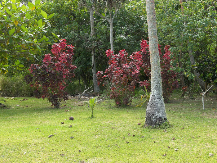 주병야자 - Bottle Palm, Hyophorbe lagenicaulis