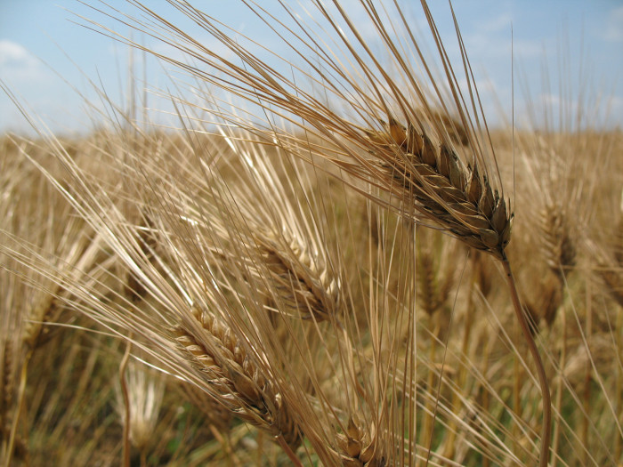 보리 - Hordeum vulgare var. hexastichon (L.) Asch.