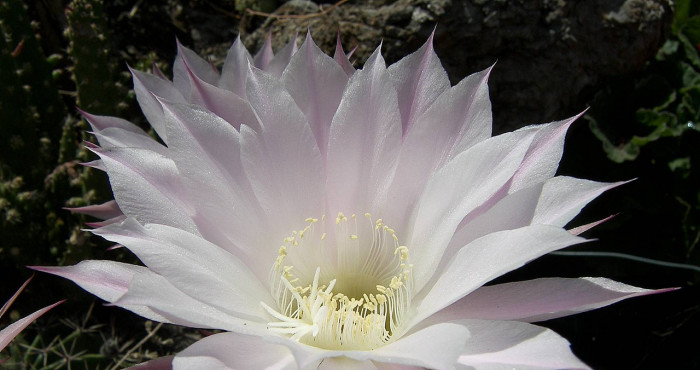 선인장 - Opuntia ficus-indica Mill.