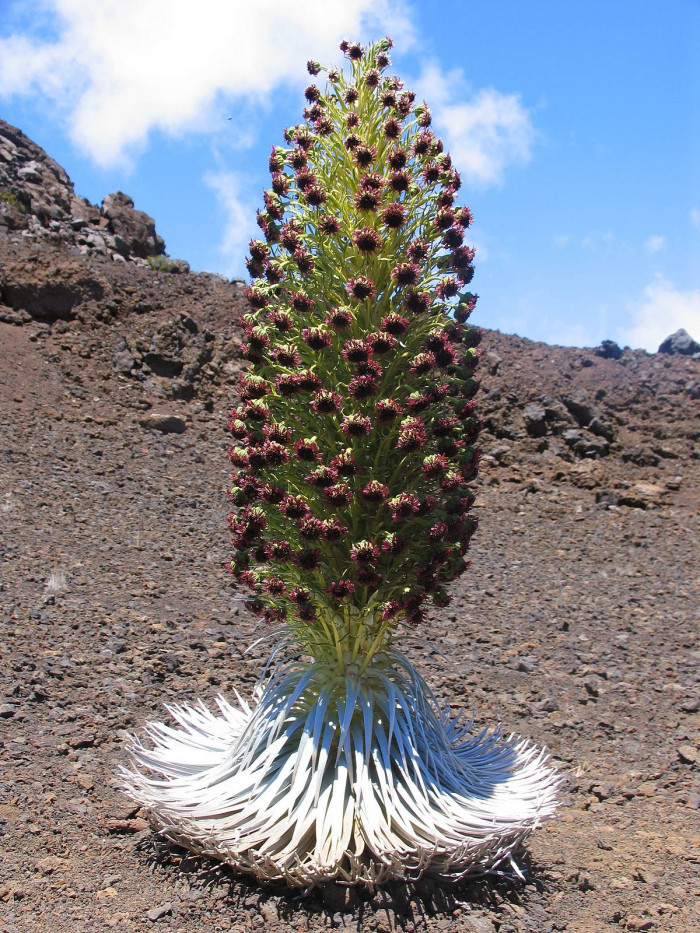 은검초 - Hawaiian Silversword, Argyroxiphium sandwicense