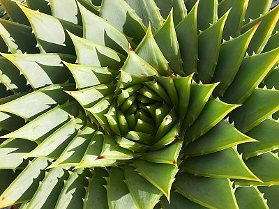 알로에 폴리필라 사진 - Aloe polyphylla Photos