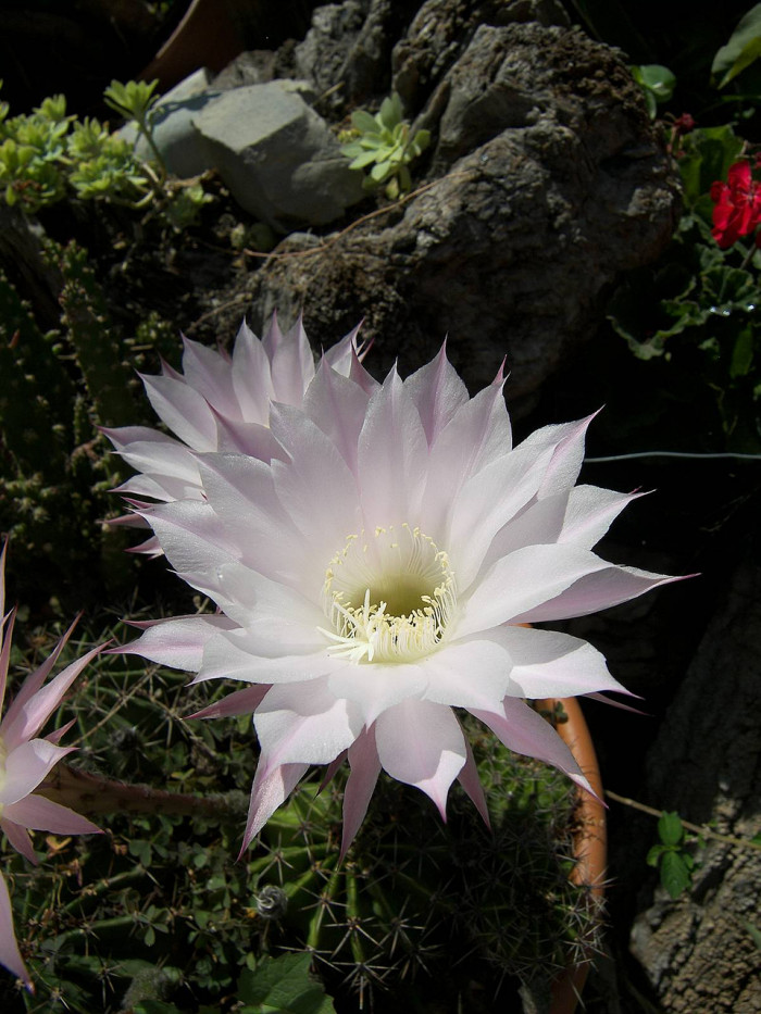 선인장 - Opuntia ficus-indica Mill.