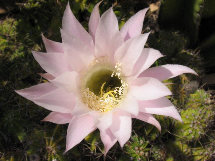 선인장 - Opuntia ficus-indica Mill.