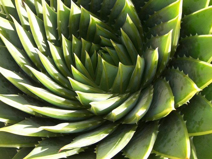 알로에 폴리필라 - Spiral Aloe, Aloe polyphylla