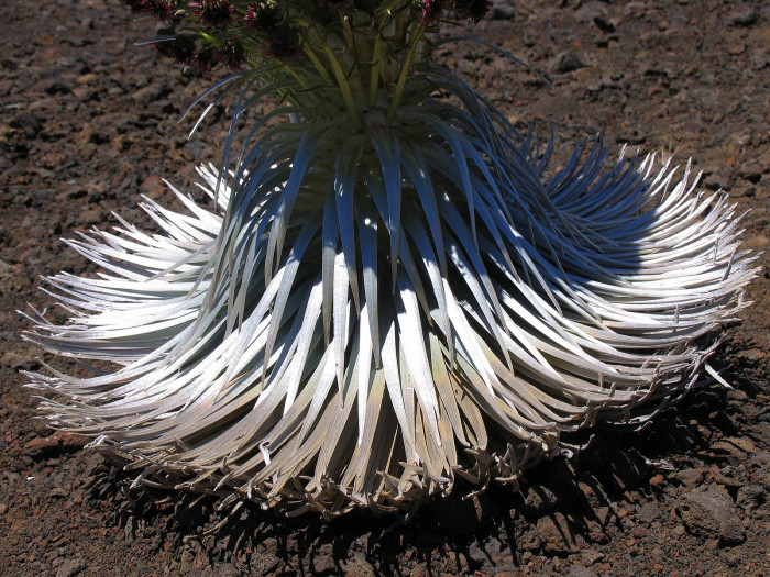 은검초 - Hawaiian Silversword, Argyroxiphium sandwicense