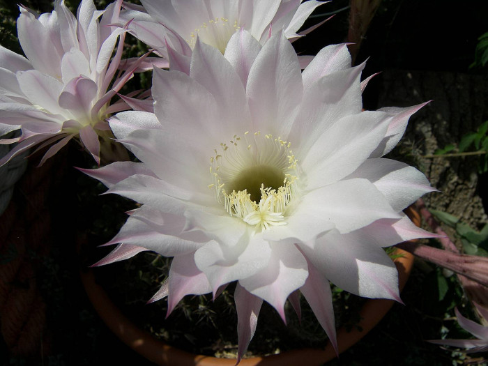 선인장 - Opuntia ficus-indica Mill.