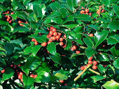 호랑가시나무 사진 - Ilex cornuta Lindl. & Paxton Photos