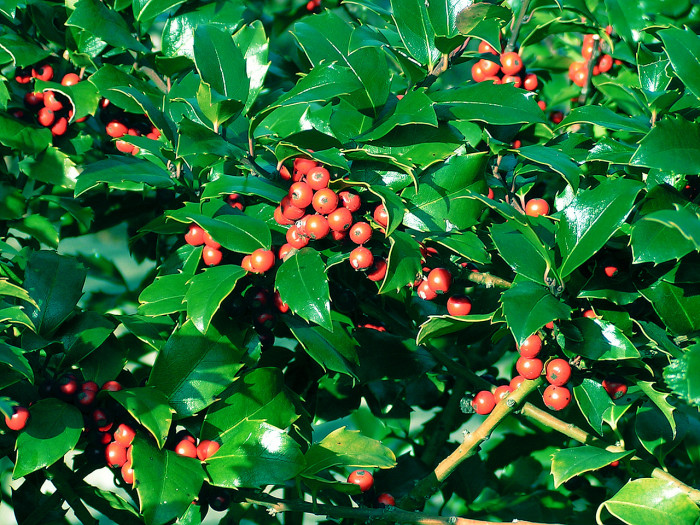 호랑가시나무 - Ilex cornuta Lindl. & Paxton