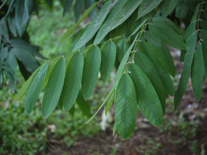 암헤르스티아 노빌리스 - Pride of Burma, Amherstia nobilis 