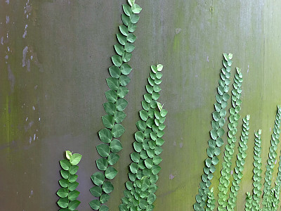 라피도포라 사진 - Rhaphidophora cryptantha Photos