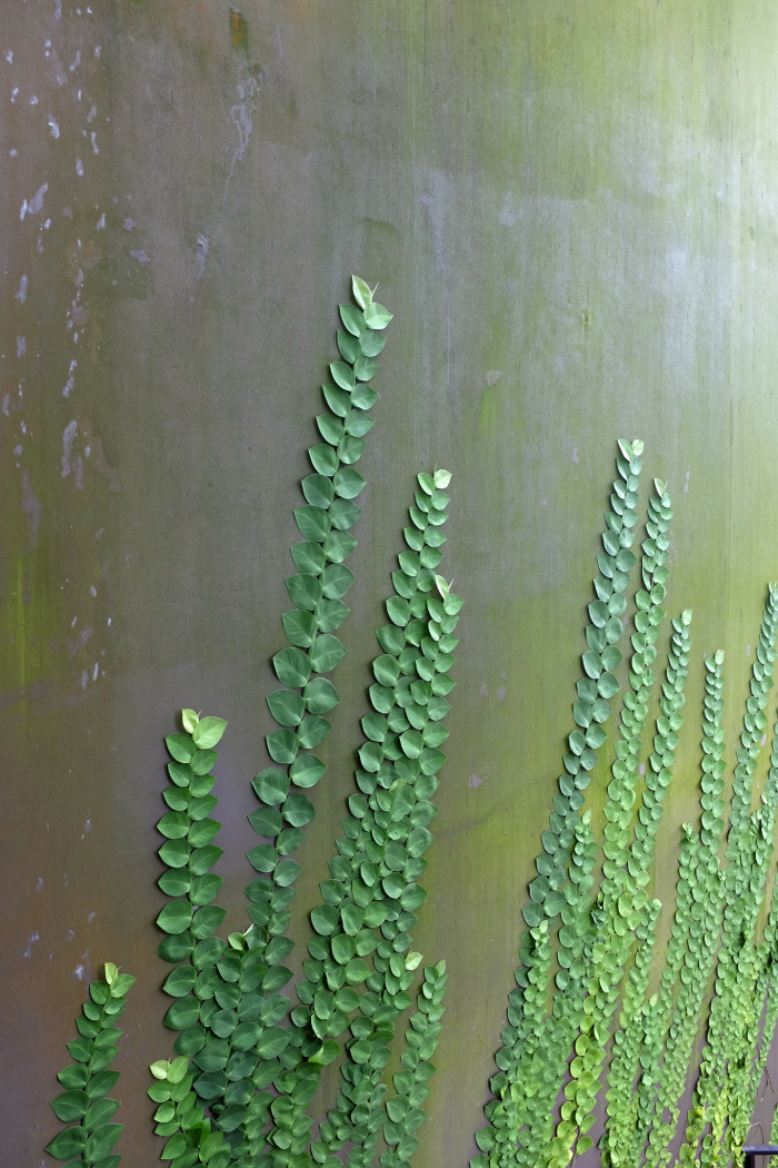 라피도포라 - Shingle Plant, Rhaphidophora cryptantha