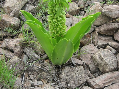 Eucomis autumnalis 사진