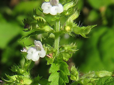 두메층층이 사진 - Clinopodium micranthum (Regel) Hara Photos