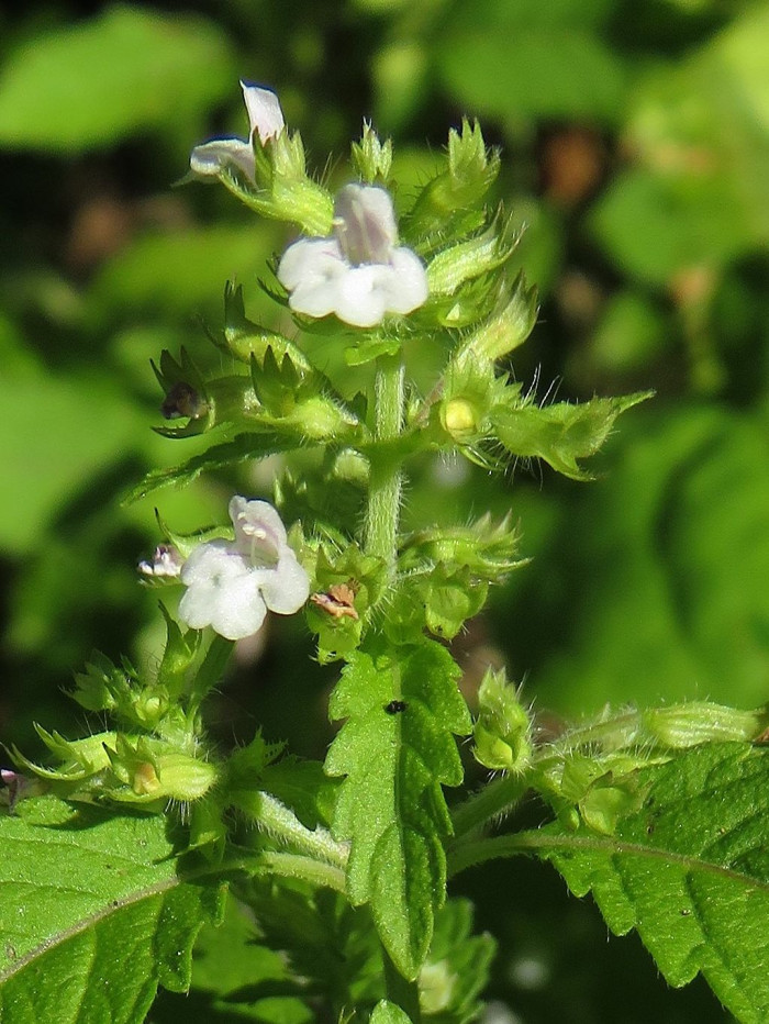 두메층층이 - Clinopodium micranthum (Regel) Hara