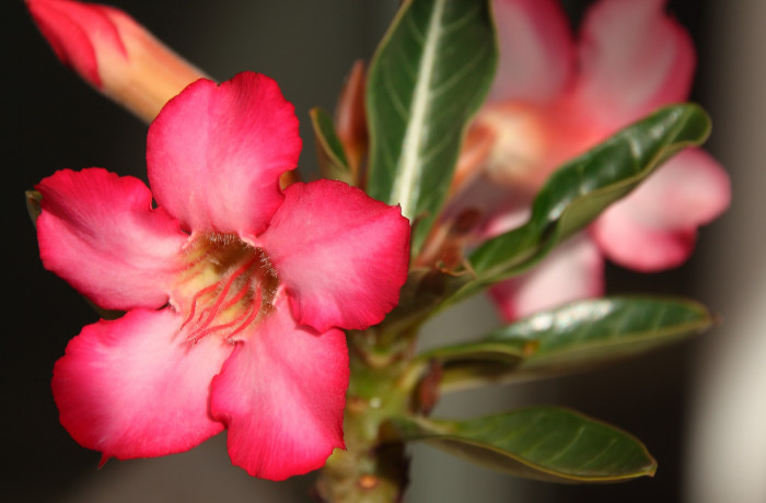 석화 - Adenium obesm, Adenium