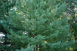 스트로브잣나무 - Pinus strobus L.