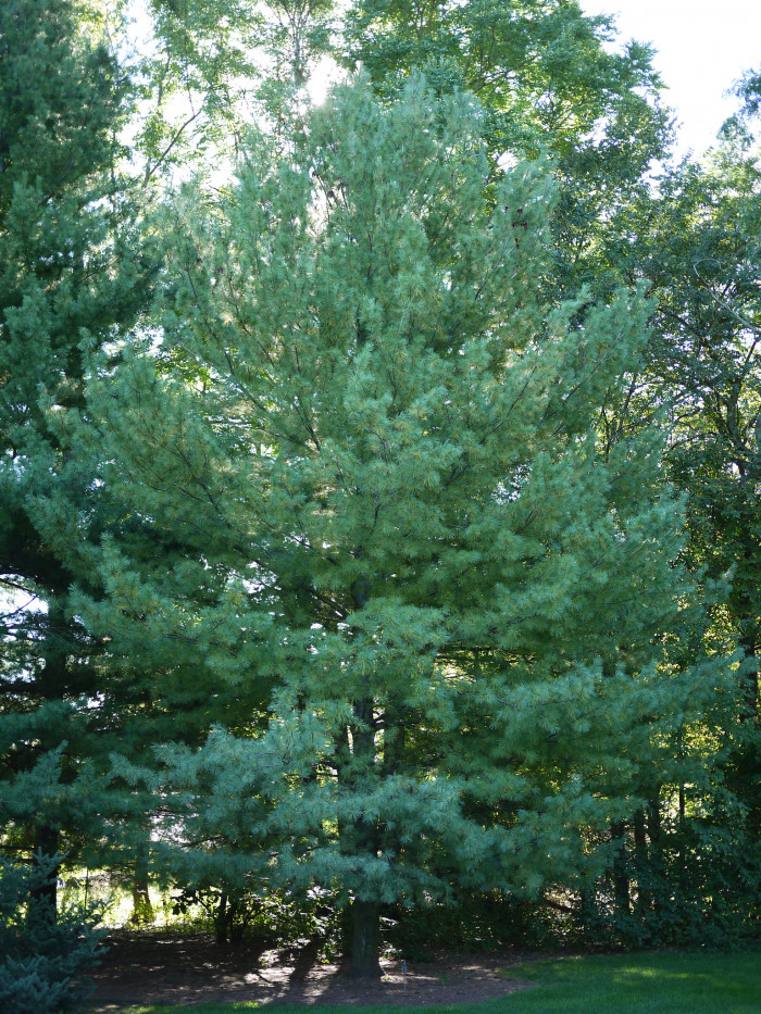 스트로브잣나무 - Pinus strobus L.