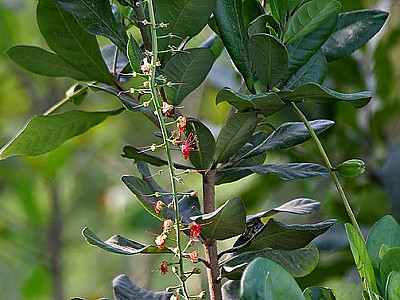 담수맹그로브 사진 - Barringtonia acutangula Photos