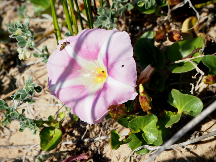 갯메꽃 - Calystegia soldanella (L.) Roem. & Schultb.