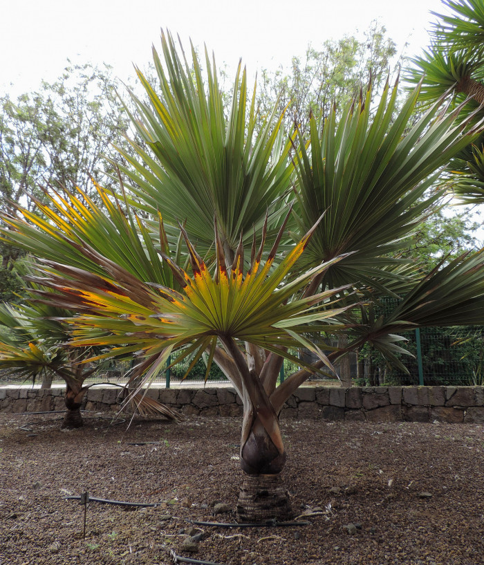 홍종려야자 - Red Latan Palm, Latania lontaroides (Gaertn.) H. E. Moore