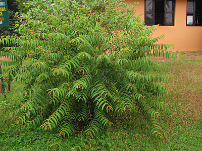 우드포디아 프루티코사 사진 - Woodfordia fruticosa Photos