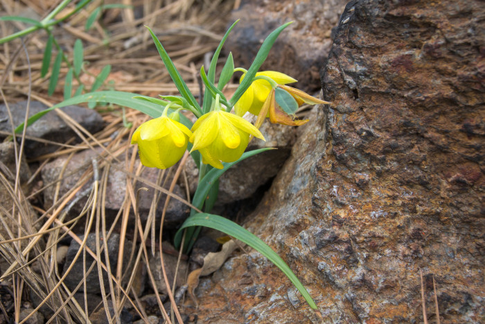 Calochortus pulchellus - Globe Lily, Calochortus pulchellus