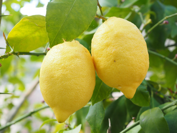 레몬 - lemon, Citrus limon