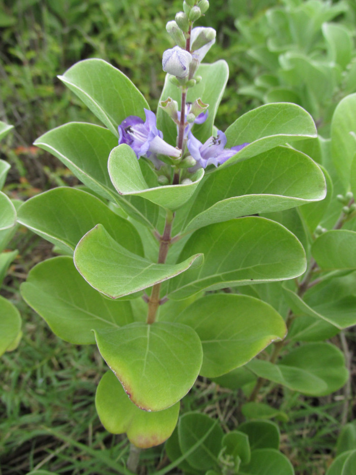 순비기나무 - Vitex rotundifolia L.f.
