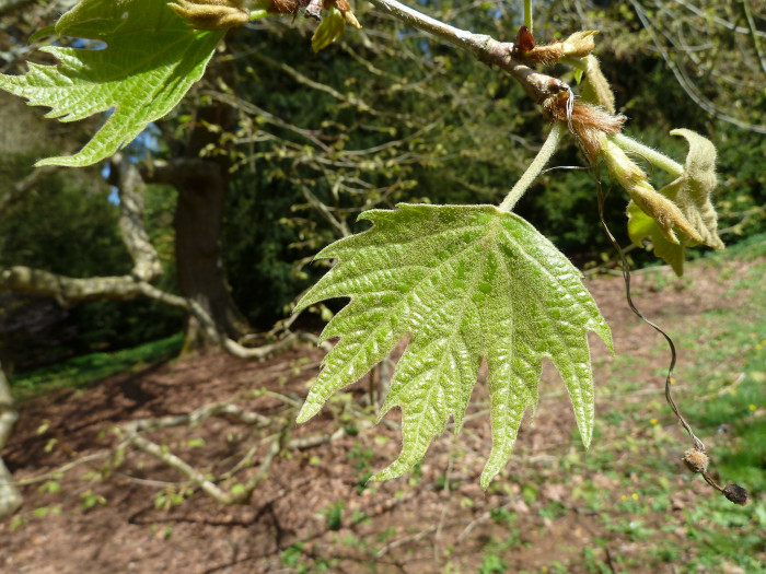버즘나무 - plane tree, Platanus orientalis L.